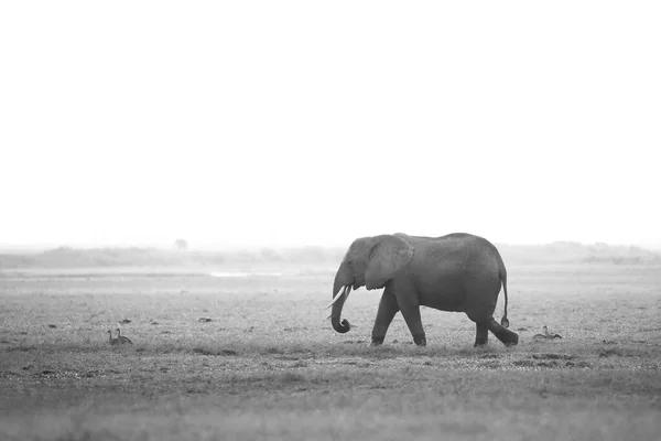 African Elephant Loxodonta Africana Walking Savannah Black White Misty Look — Stock Photo, Image