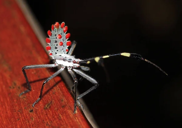 Laubfußkäfer Nymphe Tambopata Amazonas Regenwald Peru — Stockfoto