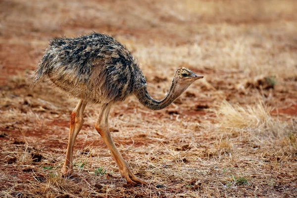 Little Chick Common Ostrich Struthio Camelus 2018年4月1日閲覧 ケニアのTsavo East Nghuni — ストック写真