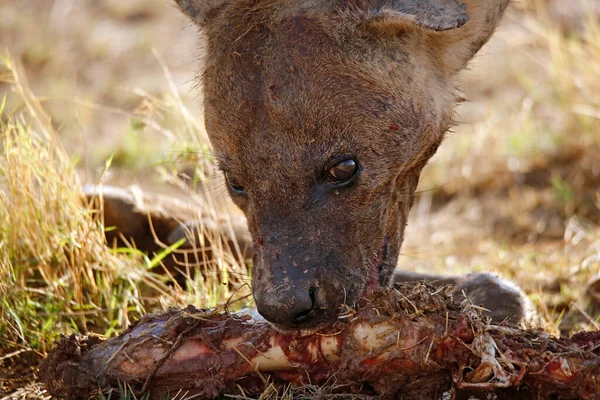 2018 Close Spotted Hyena Crocuta Crocuta Feeding Carcass — 스톡 사진