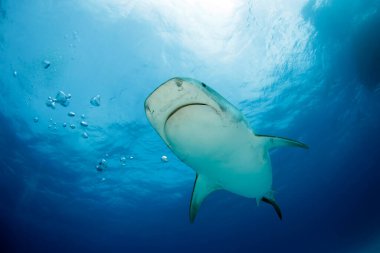 Tiger Shark (Galeocerdo cuvier) Coming in Close, viewed from Below. Tiger Beach, Bahamas