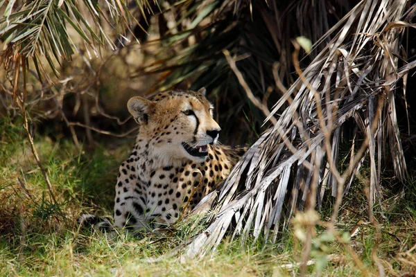 Cheetah Acinonyx Jubatus Descansando Vegetación Amboseli Kenia —  Fotos de Stock