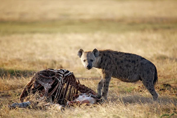 Zebra Leşi Ile Benekli Sırtlan Crocuta Crocuta Amboseli Kenya — Stok fotoğraf