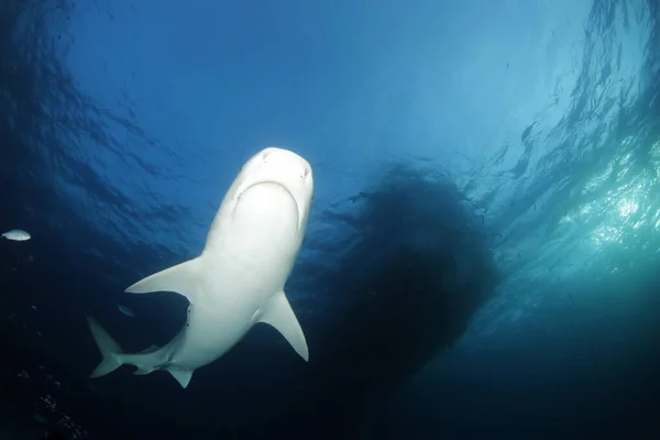 Tiger Shark (Galeocerdo cuvier) Swimming by Close, viewed from Below. Tiger Beach, Bahamas