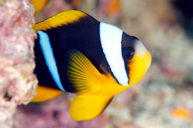 Allards Palyaço Balığı (Amphiprion Allardi). Anilao, Filipinler