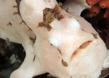Beyaz Palyaço Kurbağa Balığı 'nın (Antennarius maculatus, nam-ı diğer Siğil Kurbağası) yakın çekimi. Anilao, Filipinler