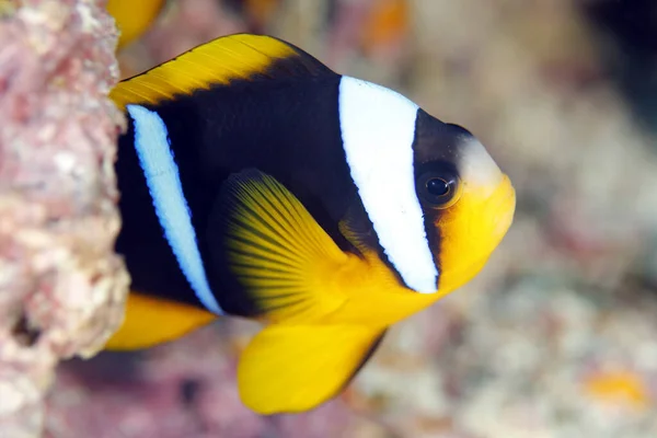 Allards Clownfish Amphiprion Allardi Anilao Filipinas — Foto de Stock