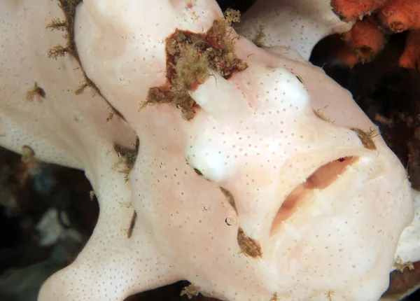 Zbliżenie Żabnicy Białej Antennarius Maculatus Alias Warty Frogfish Anilao Filipiny — Zdjęcie stockowe