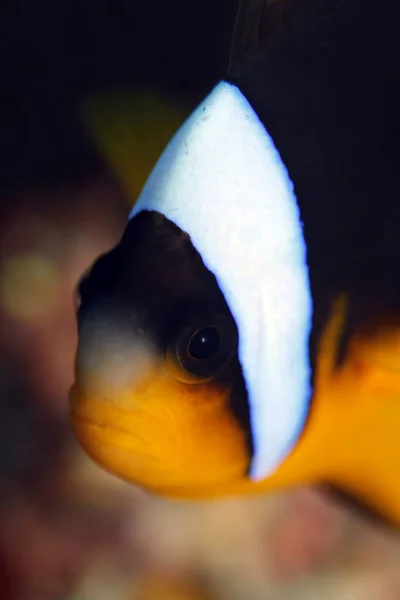 Allards Clownfish Amphiprion Allardi Anilao Filipinas — Fotografia de Stock