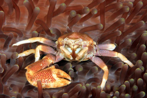 Spotted Porcelain Crab Neopetrolisthes Maculatus One Claw Anemone Anilao Filipinas — Fotografia de Stock