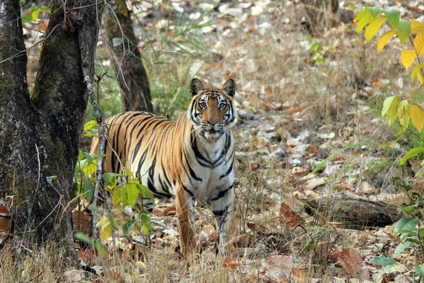 Bengálský Tygr Panthera Tigris Tigris Divočině Při Pohledu Kamery Bandhavgarh — Stock fotografie