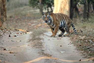 Bengal Kaplanı (Panthera tigris tigris) yolda, kameraya bakıyor. Bandhavgarh, Hindistan