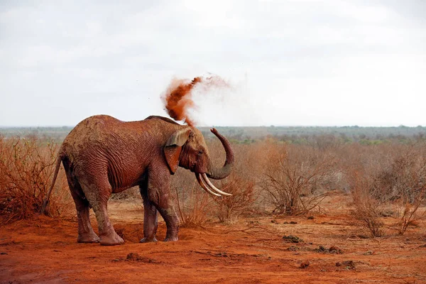 Elephant Showering Itself Red Dust Third Image Series Five Tsavo — Stock Photo, Image