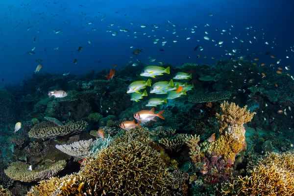 Чёрные Пятнистые Сладкие Губы Над Коралловым Рифом Остров Мафия Танзания — стоковое фото