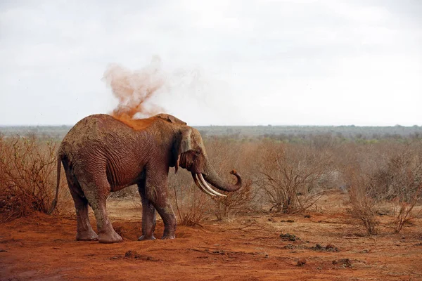 Elefante Bañándose Con Polvo Rojo Primera Imagen Una Serie Cinco — Foto de Stock