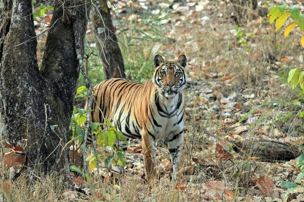 Tigre Bengala Panthera Tigris Tigris Natureza Olhando Para Câmera Bandhavgarh — Fotografia de Stock