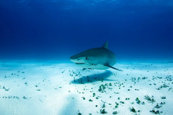 Tiburón Tigre Galeocerdo Cuvier Acercándose Sobre Fondo Arena Tiger Beach — Foto de Stock