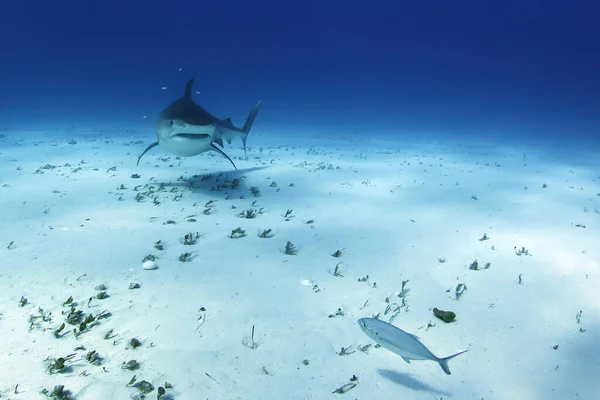 Tygří Žralok Galeocerdo Cuvier Blíží Přes Písečné Dno Tiger Beach — Stock fotografie