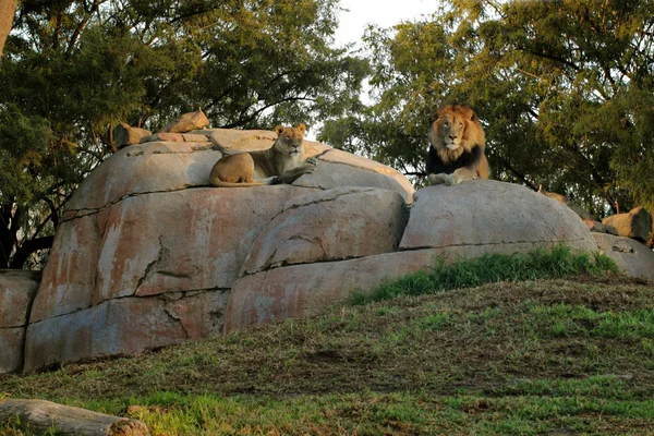 Lioness and lion — Stock Photo, Image