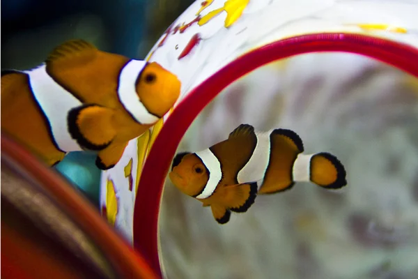 Clownfische in Glashöhle — Stockfoto