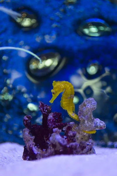 Seepferdchen mit Koralle — Stockfoto