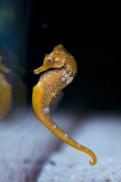 Sea horse — Stock Photo, Image