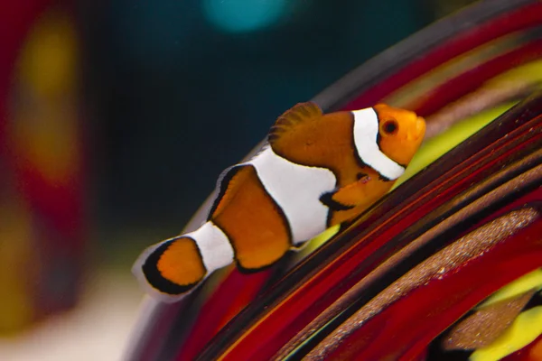 Clownfish swimming — Stock Photo, Image