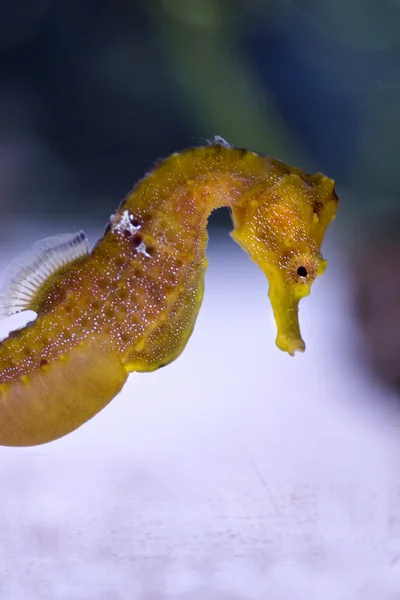 Seahorse detail — Stock Photo, Image