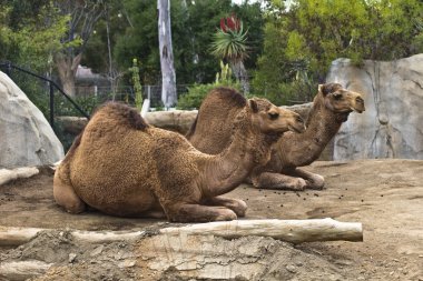 dromedary develer