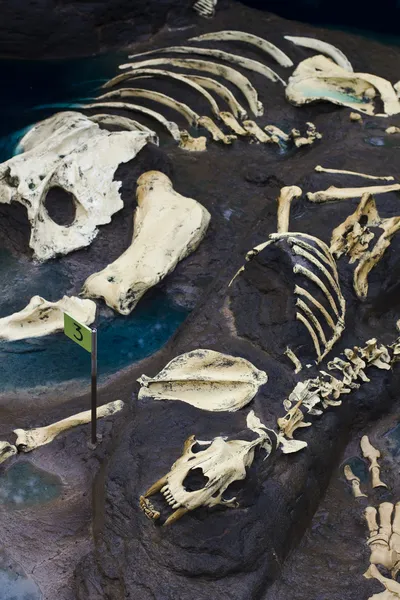 Fossil remains — Stock Photo, Image