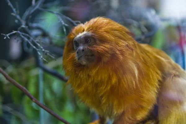 Golden Lion Tamarin — Stock Photo, Image