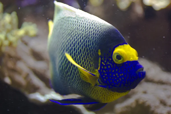 Blueface angelfish — Stock Photo, Image