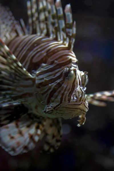 Lionfish — Stock Photo, Image