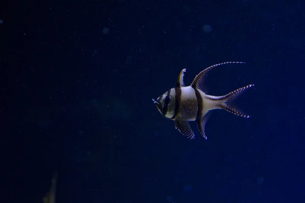 Banggai Cardinalfish — Stock Photo, Image