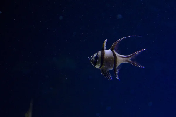 Banggai-Kardinalfisch — Stockfoto