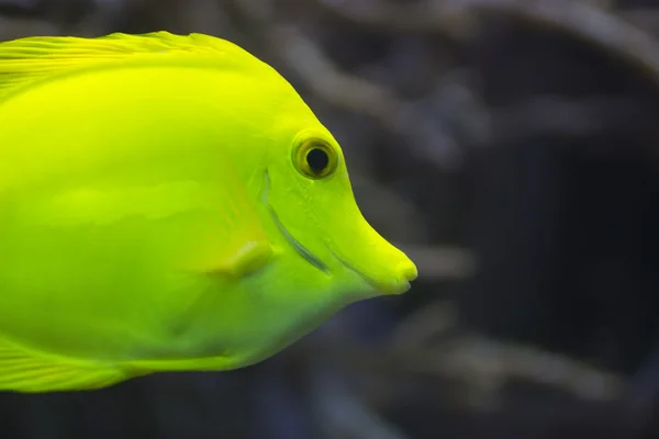 Yellow Tang — Stock Photo, Image