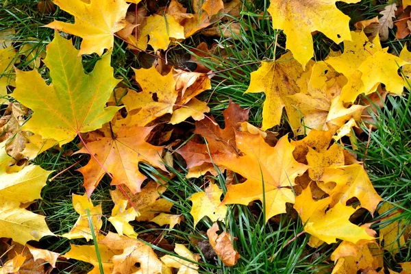 秋のもみじのカーペット — ストック写真