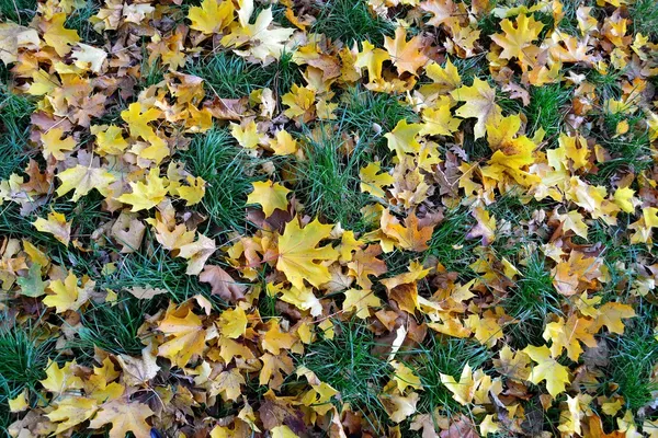The carpet of autumn leaves — Stock Photo, Image