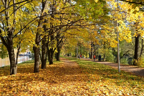 Alley of maples in the city Park — Stock Photo, Image