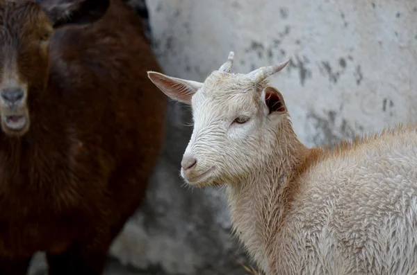 Little goat with its mom. — Stock Photo, Image