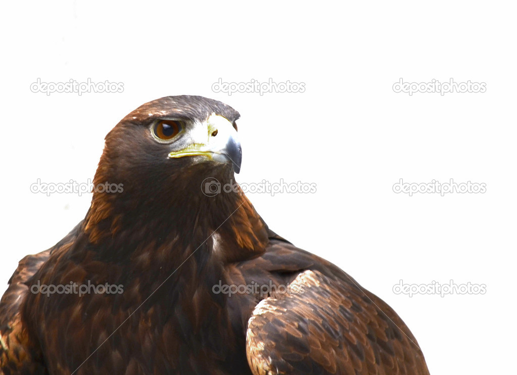 Golden eagle in Spain