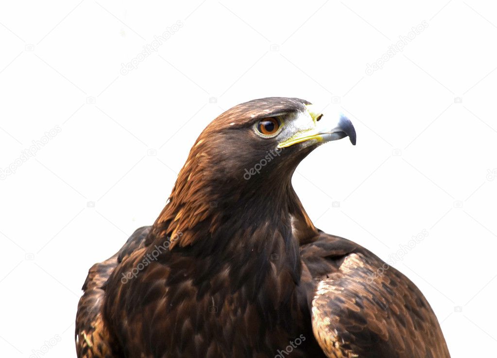 Golden eagle in Spain
