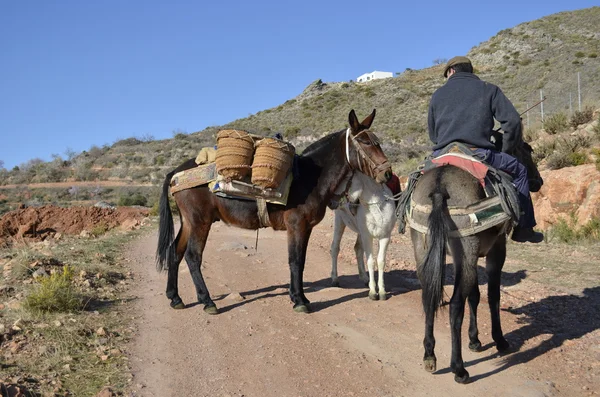 Mules en España — Foto de Stock