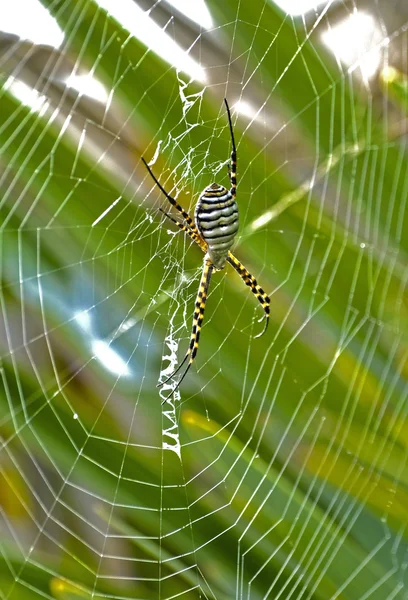 Cobweb spider — Stock Photo, Image