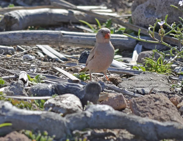 trompetçi finch