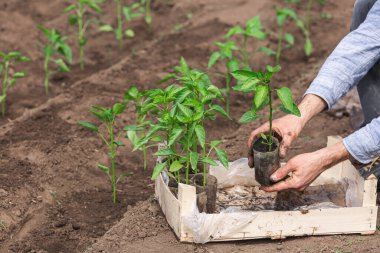 the gardener takes a pepper sapling out of the box