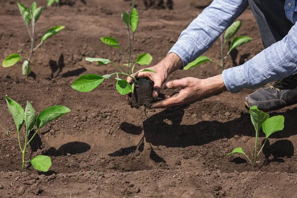 Gros plan jardinier plantation aubergine dans le potager. — Photo