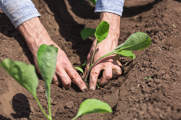 closeup gardener planting eggplant in the vegetable garden.