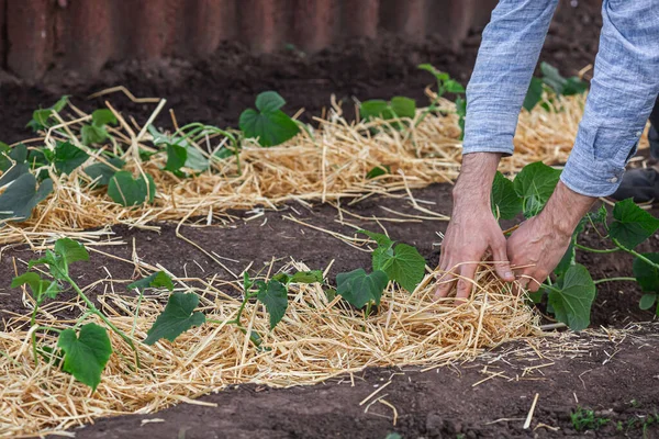 Copertura di giovani piante di cetriolo con pacciame di paglia per proteggere contro la rapida essiccazione e controllo delle erbacce in giardino — Foto Stock