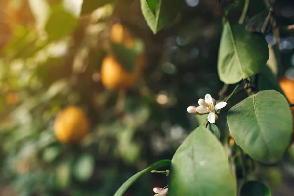 Close Lemon Tree Flower Ripe Lemons Background — Stockfoto